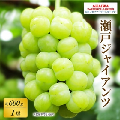 ぶどう 2026年 先行予約 瀬戸ジャイアンツ 約600g 1房 [NO5765-1387]