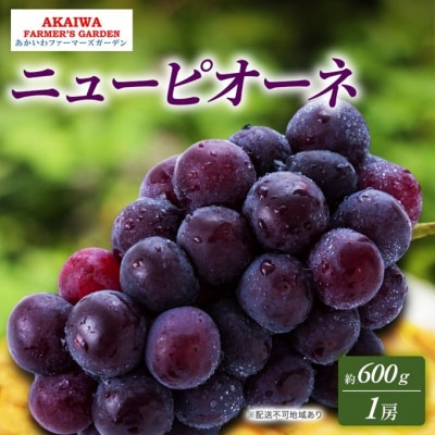 ぶどう 2026年 先行予約 ニューピオーネ 約600g 1房 [NO5765-1389]