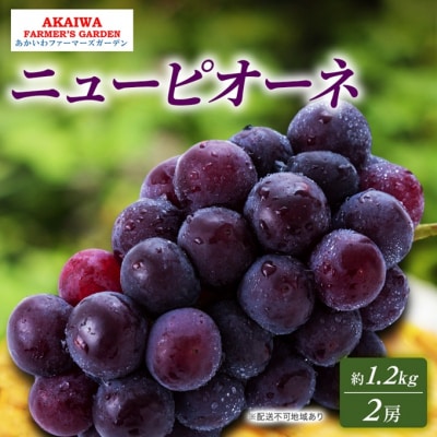 ぶどう 2026年 先行予約 ニューピオーネ 約1.2kg 2房 [NO5765-1390]