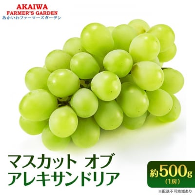 ぶどう 2026年 先行予約 マスカット オブ アレキサンドリア 1房 [NO5765-1394]