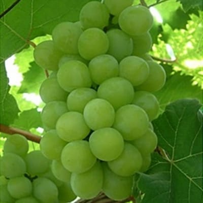 ぶどう 2026年 先行予約 マスカット オブ アレキサンドリア 1房 [NO5765-1394]