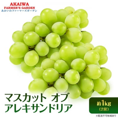 ぶどう 2026年 先行予約 マスカット オブ アレキサンドリア 2房 [NO5765-1395]