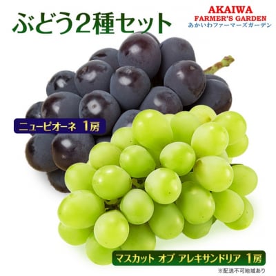 ぶどう 2026年 マスカットオブアレキサンドリア ニューピオーネ 各1房[NO5765-1396]