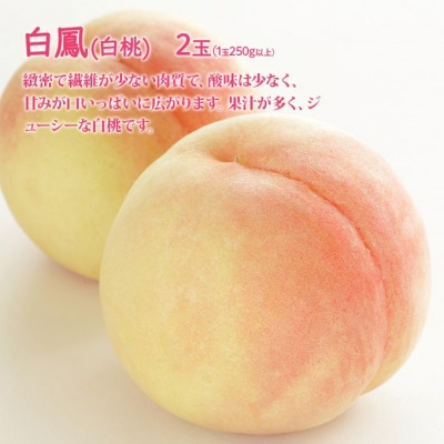 桃 ぶどう 詰合せ 2026年 白桃 白鳳 2玉　ニュー ピオーネ 1房 [NO5765-1401]