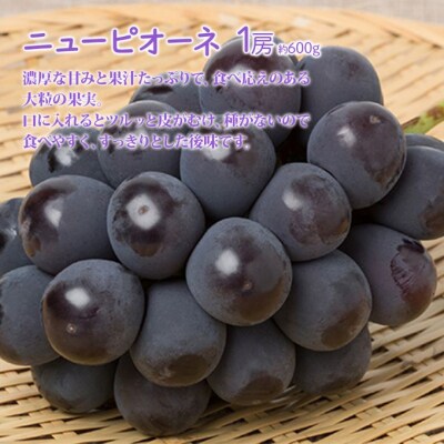 桃 ぶどう 詰合せ 2026年 白桃 白鳳 2玉　ニュー ピオーネ 1房 [NO5765-1401]