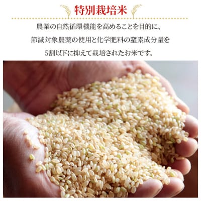 お米 特別栽培米 きぬむすめ 4kg 3ヵ月定期便 合計12kg [NO5765-1409]