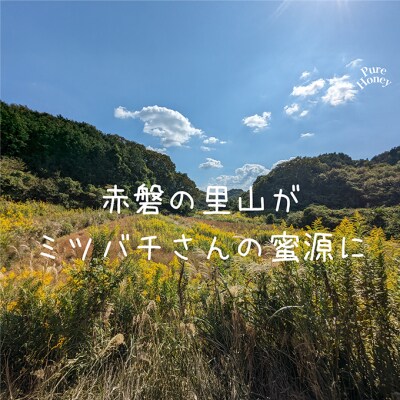 はちみつ 蓮華蜂蜜 1個300g ハチミツ 蜂蜜 天然 非加熱[NO5765-1411]