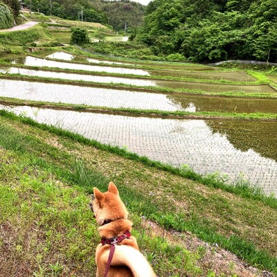 令和7年産 朝日 精米2kg  ホタル舞う里山の棚田 農薬 化学肥料不使用[NO5765-1423]