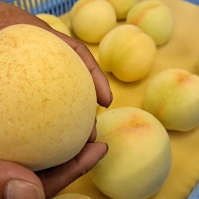 桃 2026年 先行予約  おかやま 夢白桃 約1.8kg 4～8玉[NO5765-1406]