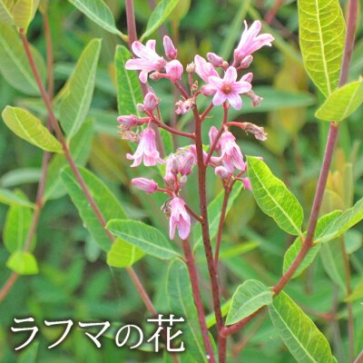 眠りの華 1袋 62粒入 機能性表示食品 睡眠 改善 睡眠の質 向上[NO5765-1410]