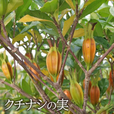 眠りの華 1袋 62粒入 機能性表示食品 睡眠 改善 睡眠の質 向上[NO5765-1410]