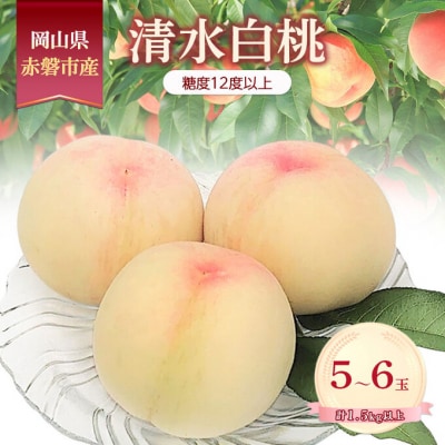 桃 2026年 数量限定 清水白桃 糖度12度以上 5-6玉 計1.5kg[NO5765-1460]