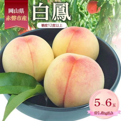 桃 2026年 数量限定 白鳳 糖度12度以上 5-6玉 計1.5kg以上[NO5765-1466]