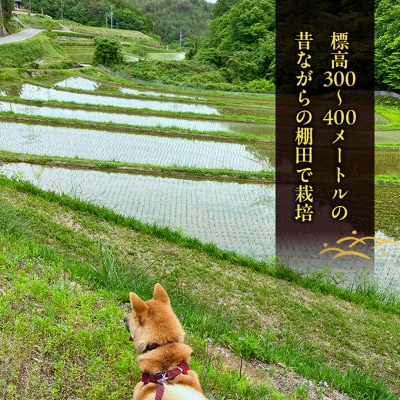 品種お任せ 令和7年産 ホタル舞う里山の棚田米 無洗米 精米4kg[NO5765-1522]