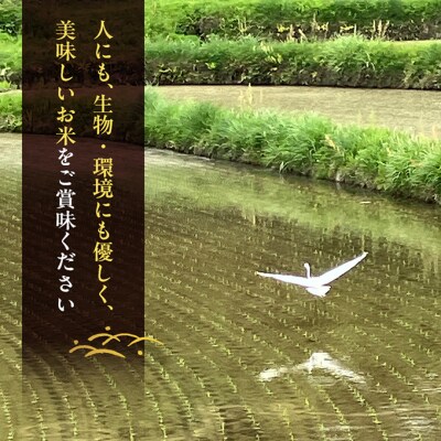 品種お任せ 令和7年産 ホタル舞う里山の棚田米 無洗米 精米10kg [NO5765-1523]