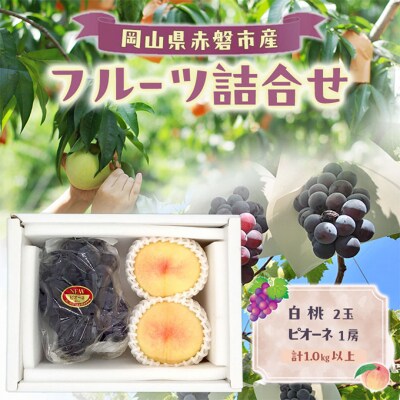 桃 ぶどう 2026年 数量限定 岡山 白桃 2玉 ピオーネ 1房 詰合せ[NO5765-1504]