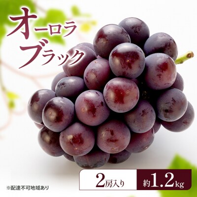 ぶどう 2026年 先行予約 オーロラブラック (2房) 約1.2kg [NO5765-1525]