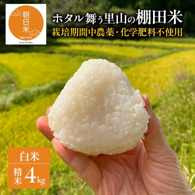 先行受付 農薬不使用 ホタル舞う里山の棚田米 朝日 精米4kg 令和8年産[NO5765-1570]