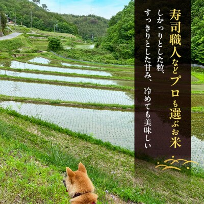 先行受付 農薬不使用 ホタル舞う里山の棚田米 朝日 精米4kg 令和8年産[NO5765-1570]