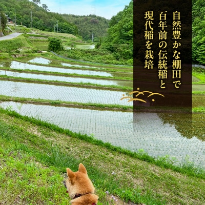 先行受付 伝統稲と現代稲食べ比べ 朝日4kg にじのきらめき4kg[NO5765-1572]