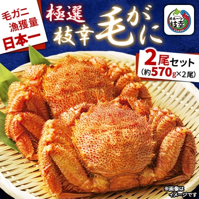 漁獲量日本一 枝幸毛がに 2尾セット(約570g×2尾) 北海道枝幸町産