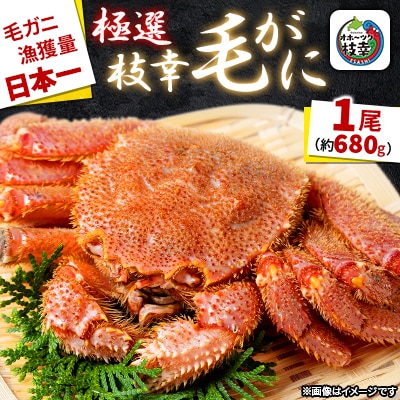 漁獲量日本一 枝幸毛がに 1尾(約680g) 北海道枝幸町産