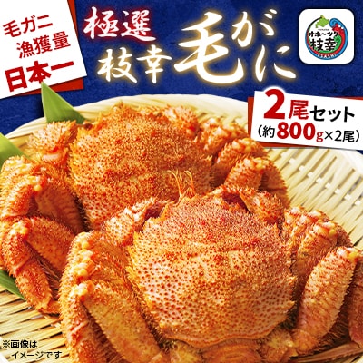 漁獲量日本一 枝幸毛がに 2尾セット(約800g×2尾) 北海道枝幸町産