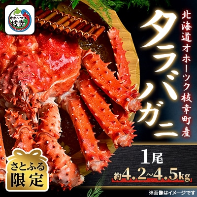 【さとふる限定】ボイル タラバガニ 姿 1尾 (約4.2kg~4.5kg) 北海道オホーツク枝幸町産