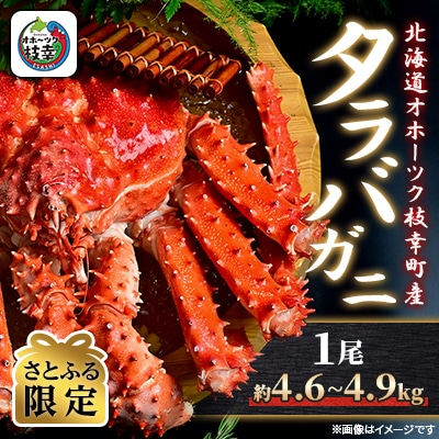 【さとふる限定】ボイル タラバガニ 姿 1尾 (約4.6kg~4.9kg) 北海道オホーツク枝幸町産