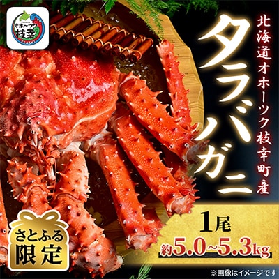 【さとふる限定】ボイル タラバガニ 姿 1尾 (約5.0kg～5.3kg) 北海道オホーツク枝幸町産