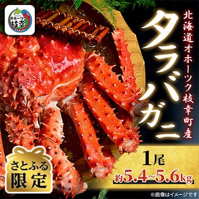 【さとふる限定】ボイル タラバガニ 姿 1尾 (約5.4～5.6kg) 北海道オホーツク枝幸町産