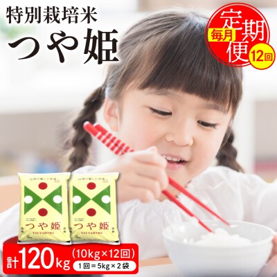 特別栽培米つや姫10kg×12回(毎月)定期便