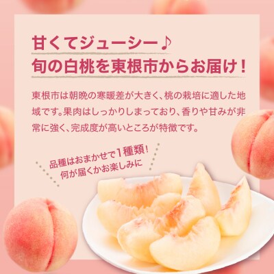 【2026年産】 白桃 (品種おまかせ) 5kg 秀品 化粧箱入り hi027-259