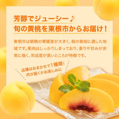 【2026年産】 黄桃 (品種おまかせ) 5kg 秀品 化粧箱入り hi027-262