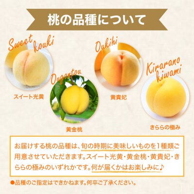 2025年産 黄桃 (品種おまかせ) 3kg 東根農産センター提供 東根市 hi027-153-2