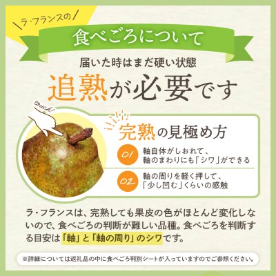 【令和7年産 先行受付】 ラフランス 3kg 山形県 東根農産センター提供　hi027-195-2