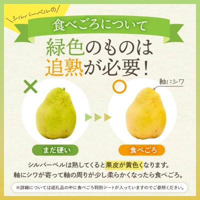 【令和7年産 先行受付】 シルバーベル 2kg 山形県 東根農産センター提供　hi027-200-2