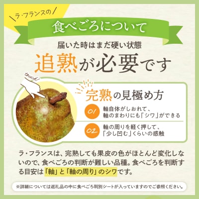 【令和7年産 先行受付】 ラフランス 5kg 山形県 東根農産センター提供　hi027-194-2