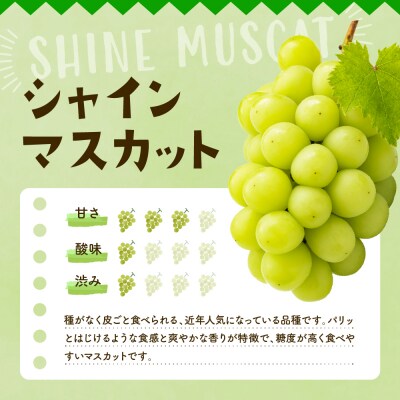 2026年ぶどう「シャインマスカット」2房(約1.2kg) 東根農産センター提供 hi027-234
