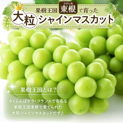 【2026年 先行受付】ぶどう「シャインマスカット」2房 (約1.3kg～1.4kg) 山形県 東根