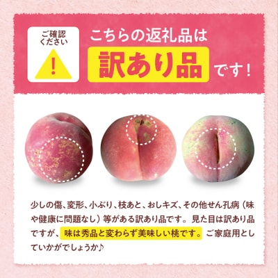 【2026年産】白桃 品種おまかせ 訳あり2kg(硬め) 松栗提供 hi062-058