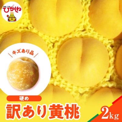 【2026年産】黄桃 品種おまかせ 訳あり2kg(硬め)松栗提供 山形県 東根市 hi062-063