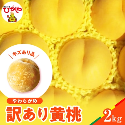 【2026年産】黄桃 品種おまかせ 訳あり2kg(やわらかめ) 松栗提供 hi062-064