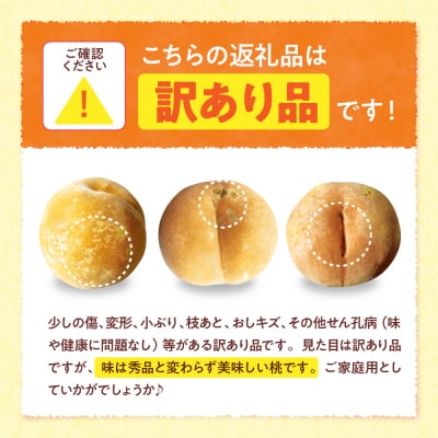 【2026年産】黄桃 品種おまかせ 訳あり2kg(やわらかめ) 松栗提供 hi062-064