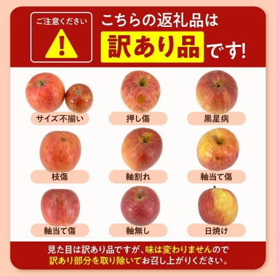 【2026年産】※訳あり※ サンふじ満杯詰(約4.5kg) 山形県 東根市 hi027-203-r8