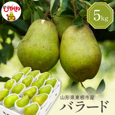 【令和7年産 先行予約】西洋梨バラード5kg 東根市 hi027-190-2