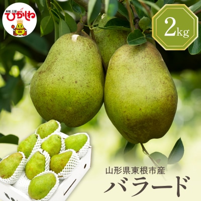 【2026年産】西洋梨 バラード 2kg 秀品 化粧箱入り hi027-190-r8