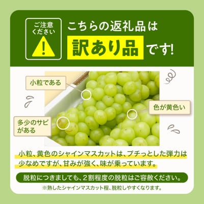 2026年ぶどう「訳ありシャインマスカット」2kg(3～5房) hi027-235