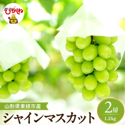 【2026年産】 シャインマスカット 約1.2kg (2房入) 山形県 東根市 hi026-054