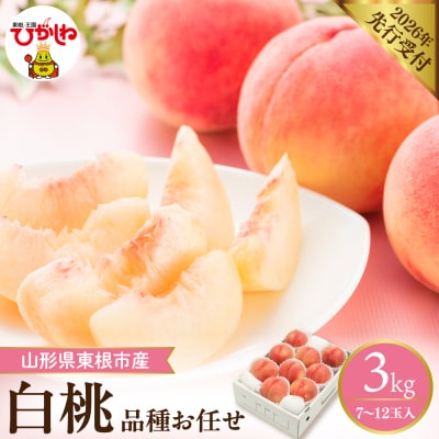 【2026年産】 採れたて白桃(品種お任せ) 約3kg (7～12玉) 東根市　hi026-055